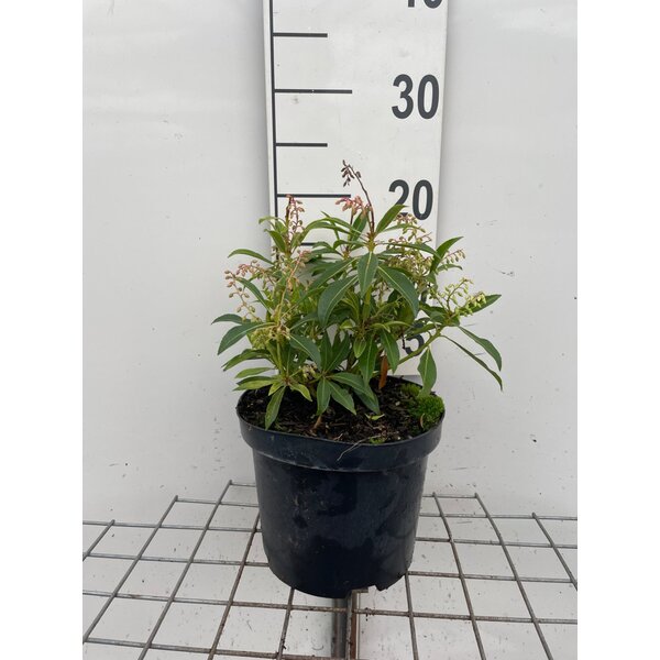 Pieris 'Forest Flame' - 3,0L 20+