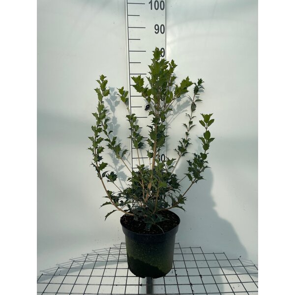 Osmanthus heterophyllus - 7,5L 60+