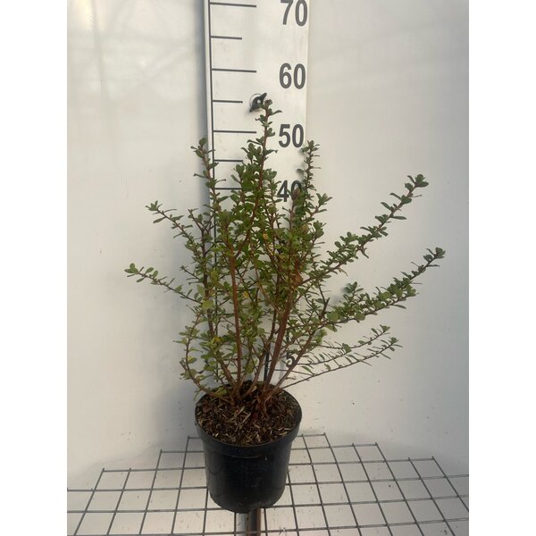 Escallonia 'Apple Blossom' - 3,0L 40+