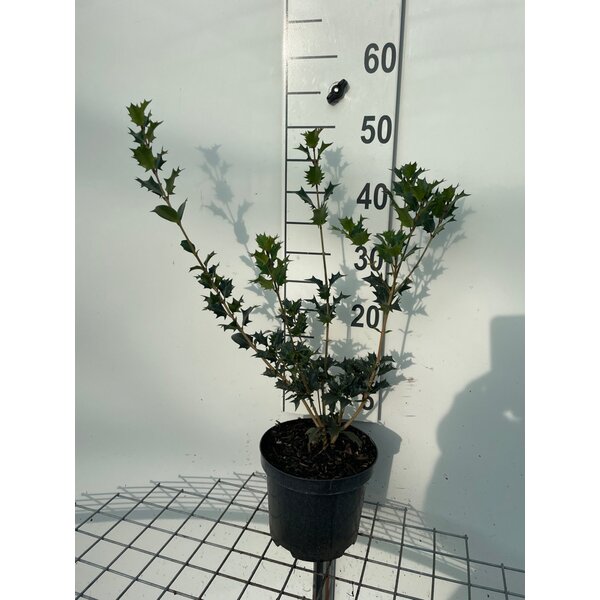 Osmanthus heterophyllus - 3,0L 40+