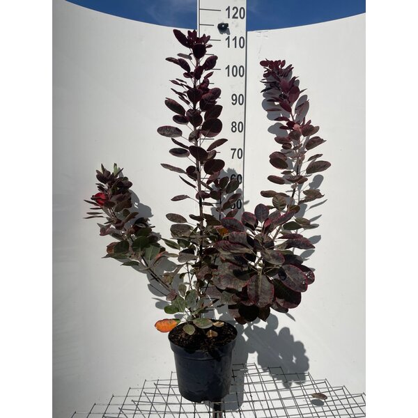 Cotinus cog. 'Royal Purple' - 7,5L