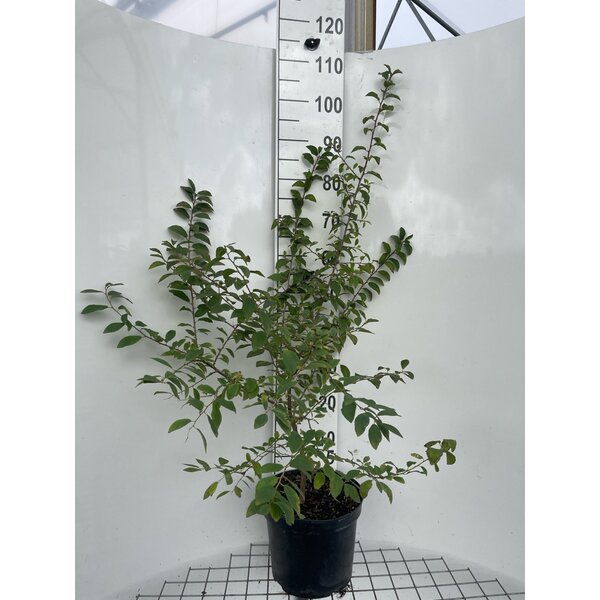 Prunus spinosa - 7,5L 100+