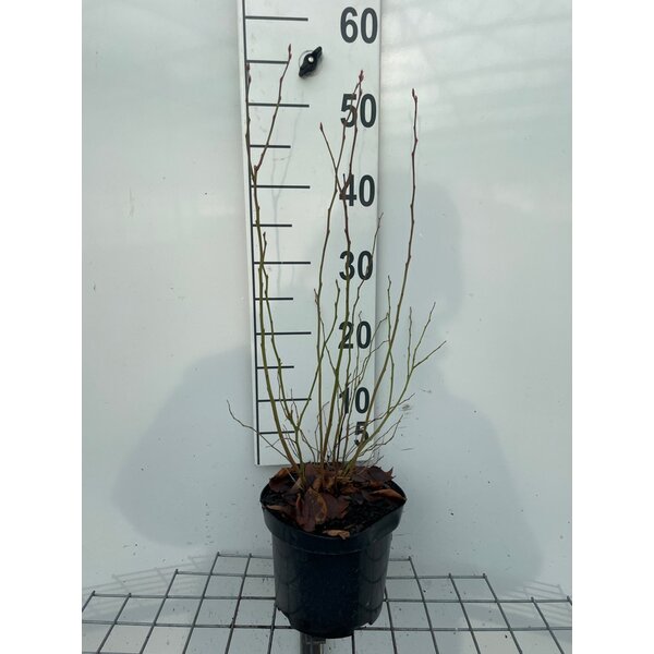 Vaccinium cor. 'Duke' - 3,0L 50+