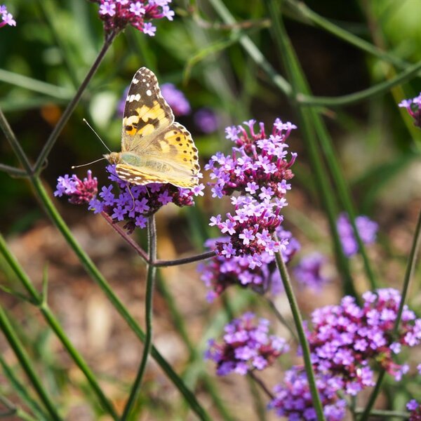 Verbena bon. 'Lollipop'