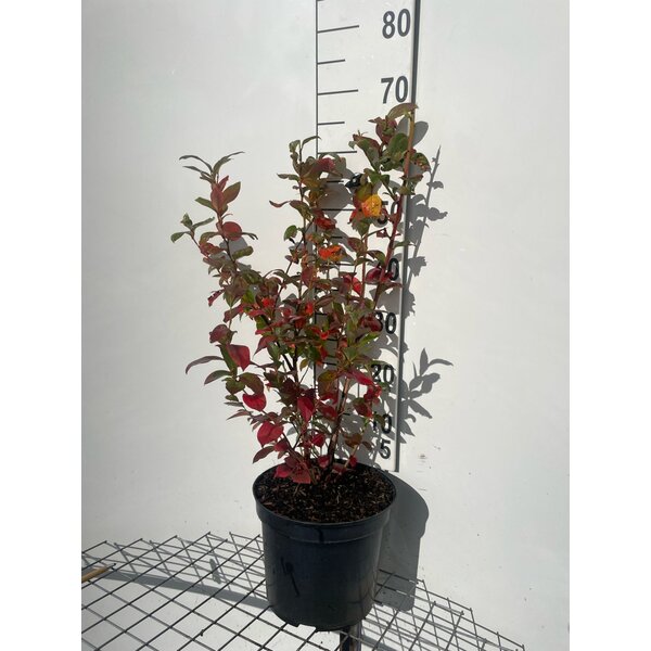 Vaccinium cor. 'Duke' - 7,5L 60+