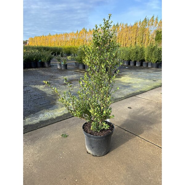 Ilex crenata Dark Green - 7,5L 60+