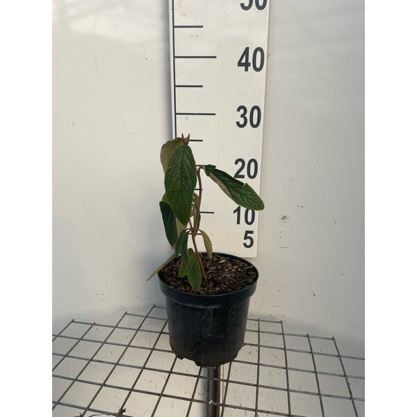 Viburnum rhytidophyllum - 3,0L