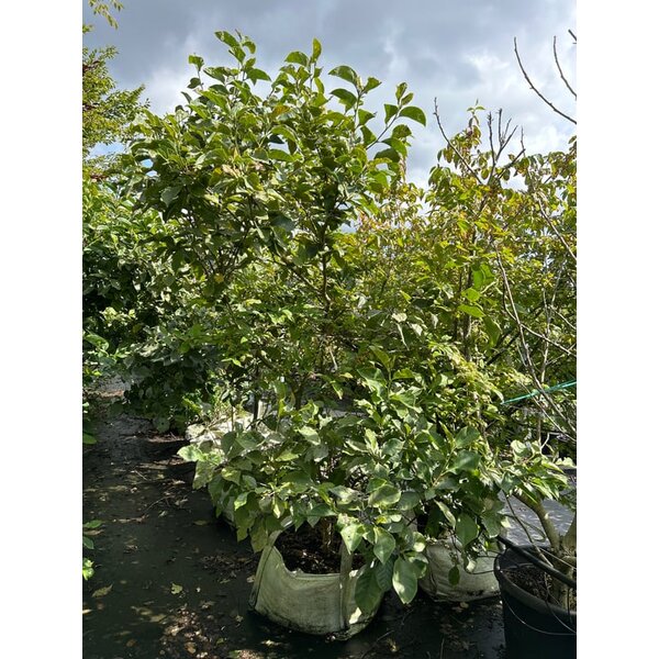 Magnolia 'Genie' - 100L 150+