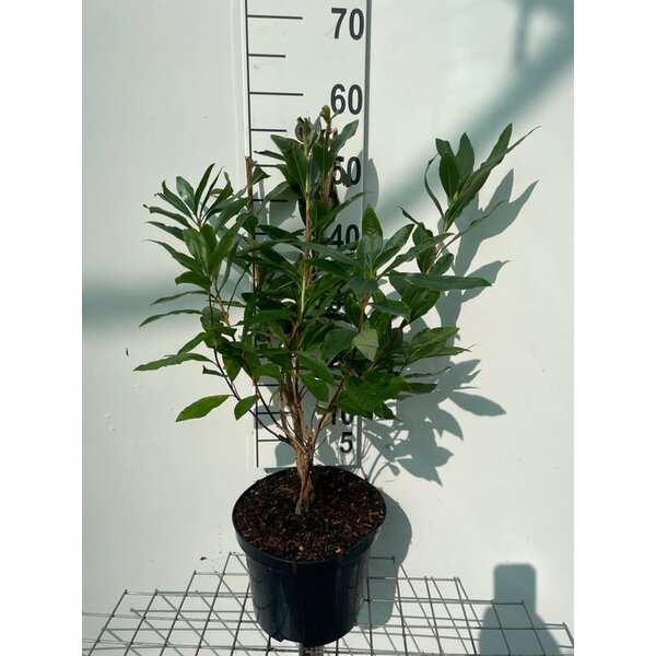 Rhododendron (bladverliezend) 'Jolie Madame' Roze - 5,0L 50+