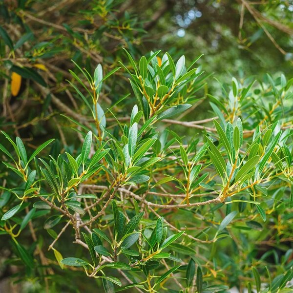 Phillyrea angustifolia