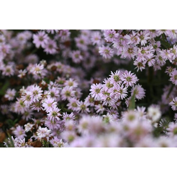 Aster ericoides 'Pink Cloud' - 7,5L