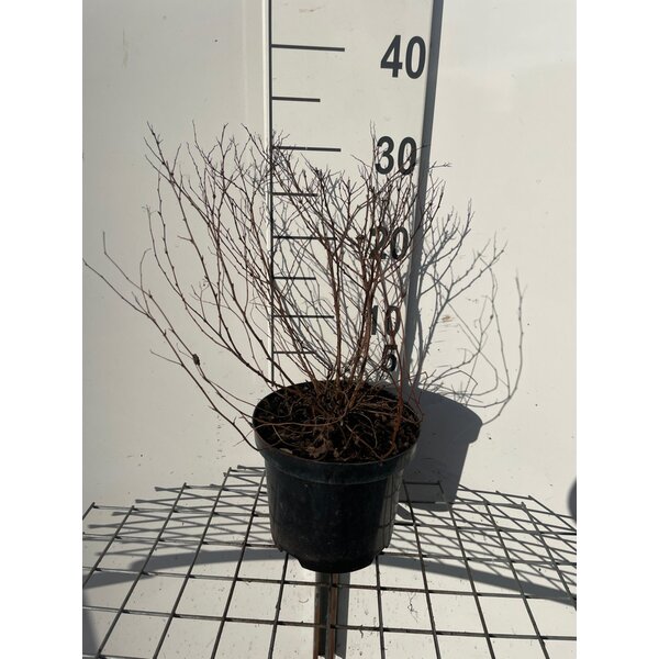 Spiraea jap. 'Firelight' - 3,0L