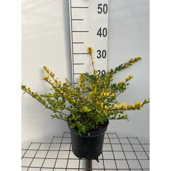 Ilex crenata 'Golden Gem' - 3,0L 20+