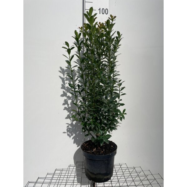 Ilex meserv. 'Heckenpracht' - 7,5L 80+