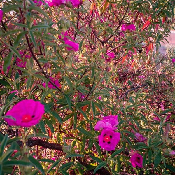 Cistus pulverulentus 'Sunset'