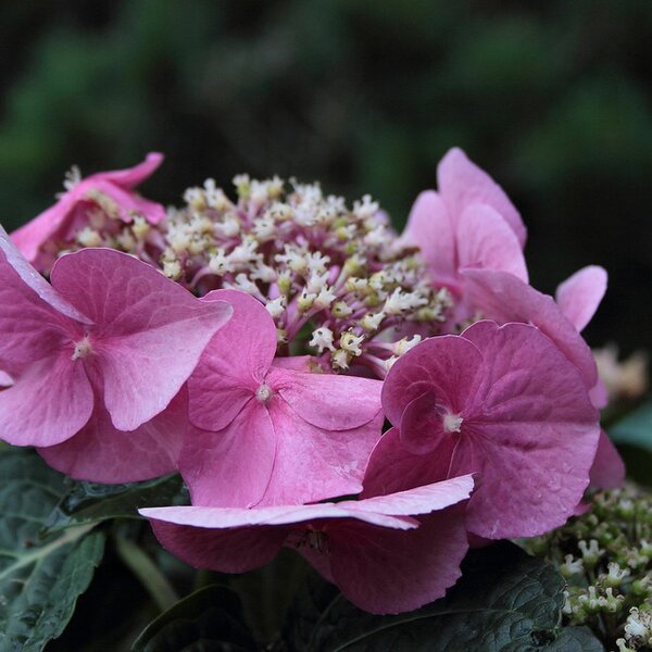 Hydrangea m. 'Zaunkönig'