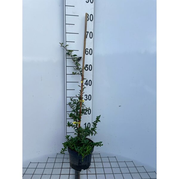 Pyracantha 'Soleil d'Or' - 2,0L 60+