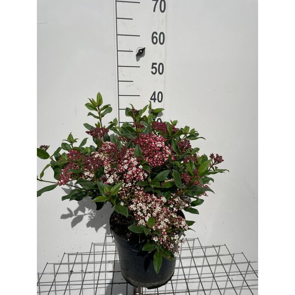 Viburnum tinus 'Gwenllian' - 7,5L 30+
