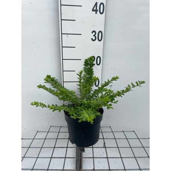 Lonicera nit. 'Maigrün' - 2,0L