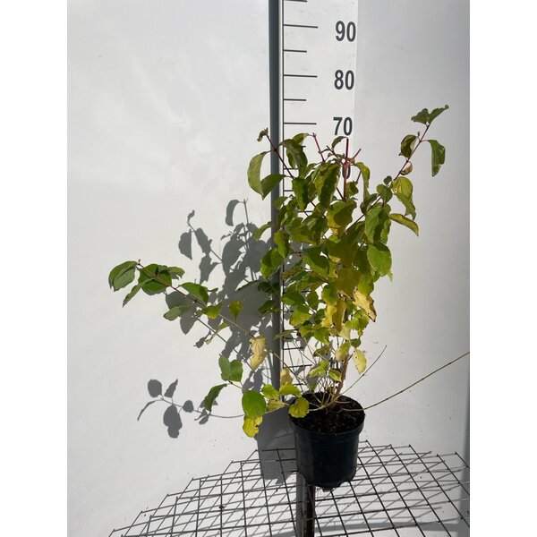 Cornus sang. 'Winter Beauty' - 3,0L 60+