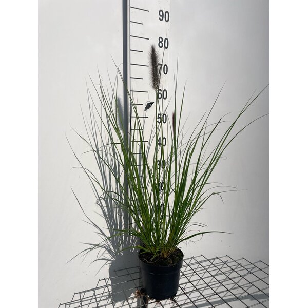 Pennisetum alopecuroides viridesc. - 2,0L