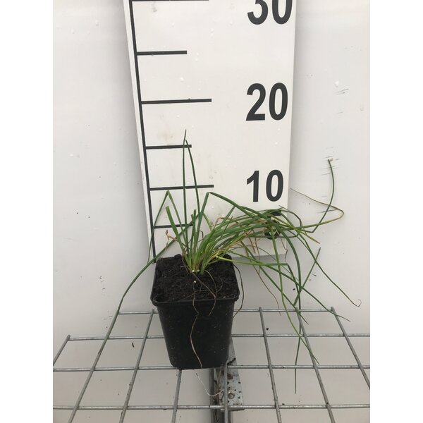 Allium schoenoprasum - P9