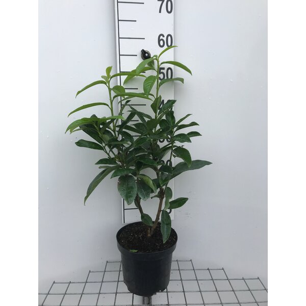 Prunus l. Genolia - 3,0L 40+