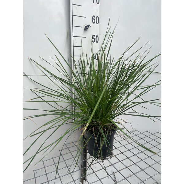 Deschampsia cespitosa - 3,0L