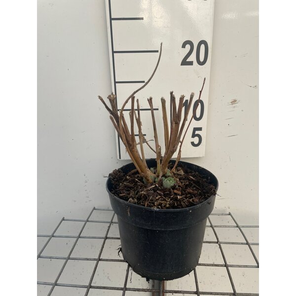 Sedum 'Herbstfreude' - 2,0L