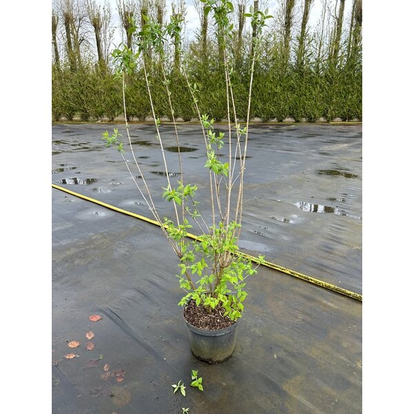 Philadelphus 'Virginal' - 10L 100+