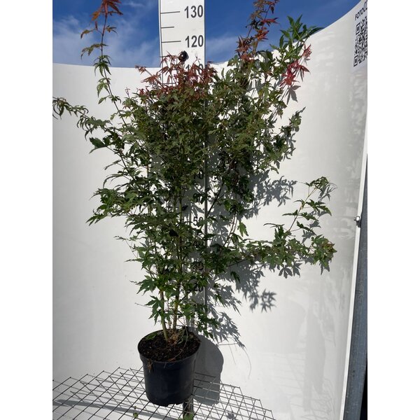 Acer palmatum - 7,5L 100+