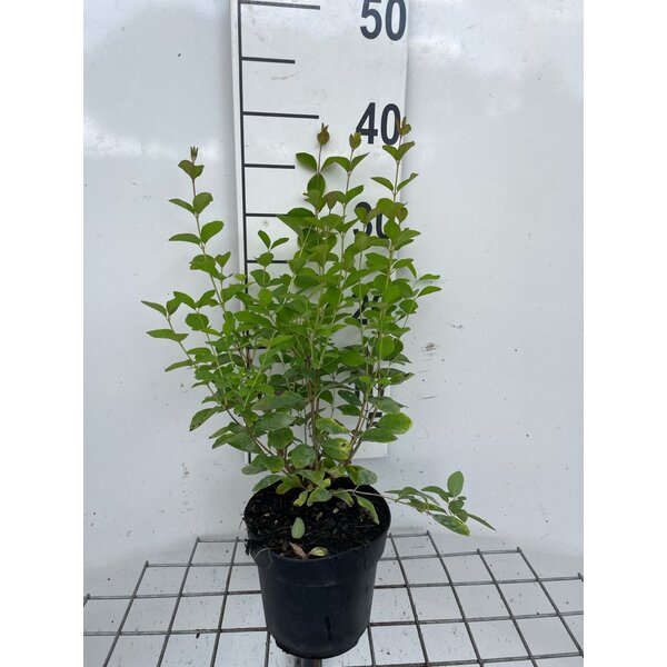 Symphoricarpos d. 'White Hedge' - 1,3L 30+