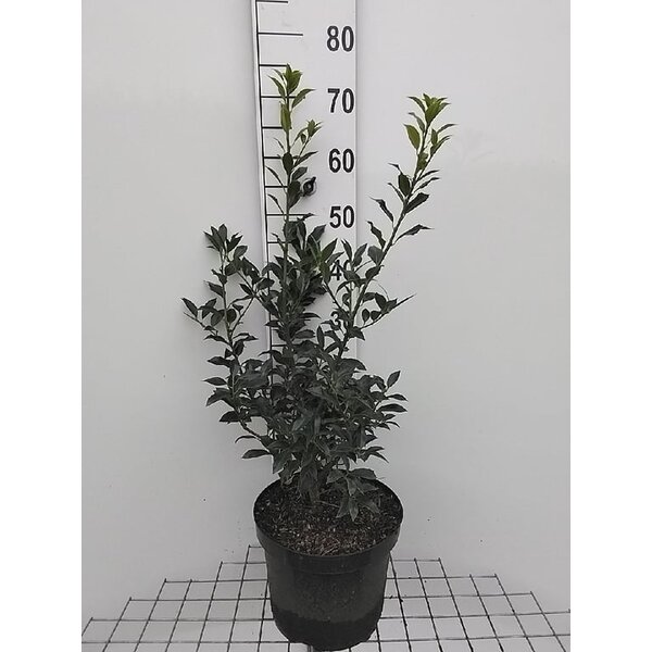 Ilex aq. 'Alaska' - 7,5L 60+