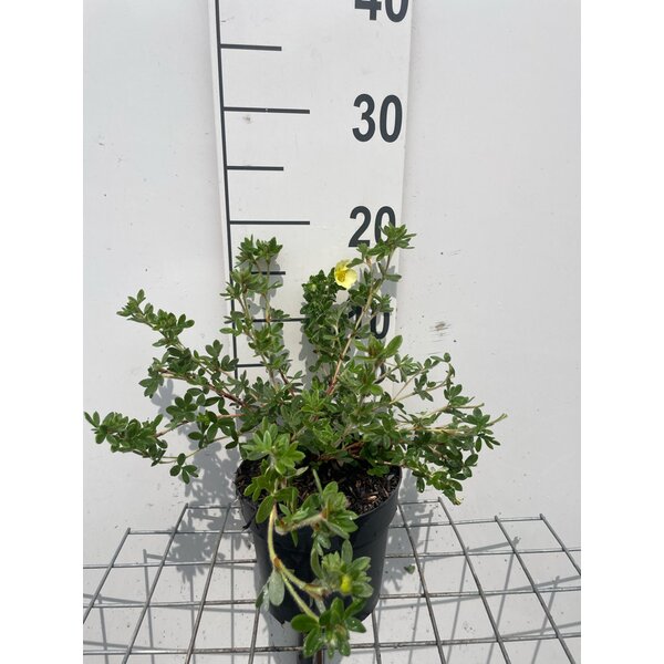 Potentilla f. 'Primrose Beauty' - 1,3L