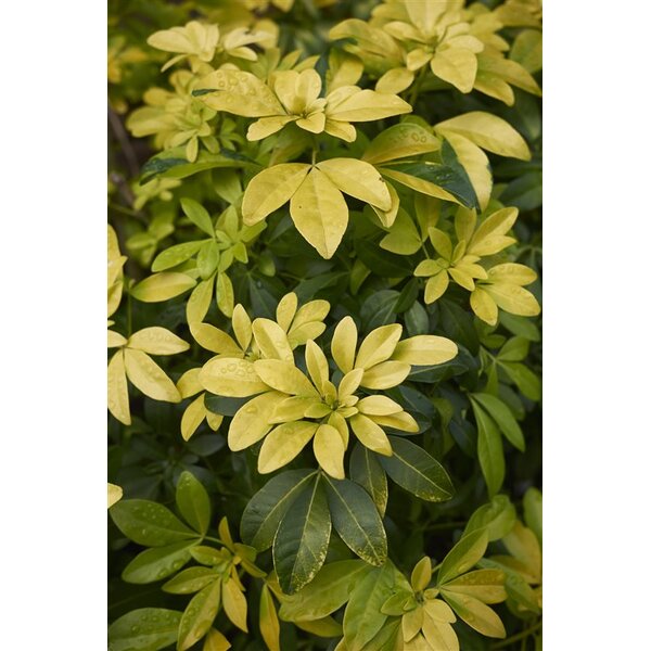Choisya ternata Sundance - 1,3L
