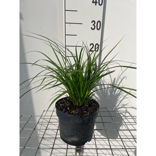 Carex morrowii - 2,0L