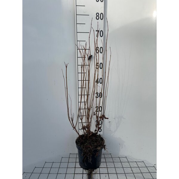 Deutzia scabra 'Plena' - 3,0L 50+