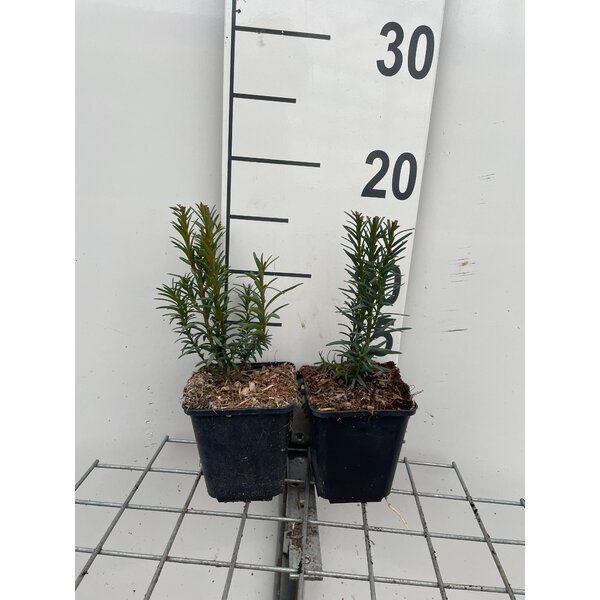 Taxus media 'Hillii' - P9