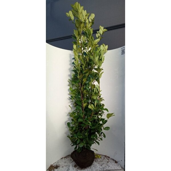Prunus l. 'Rotundifolia' - met kluit 200+