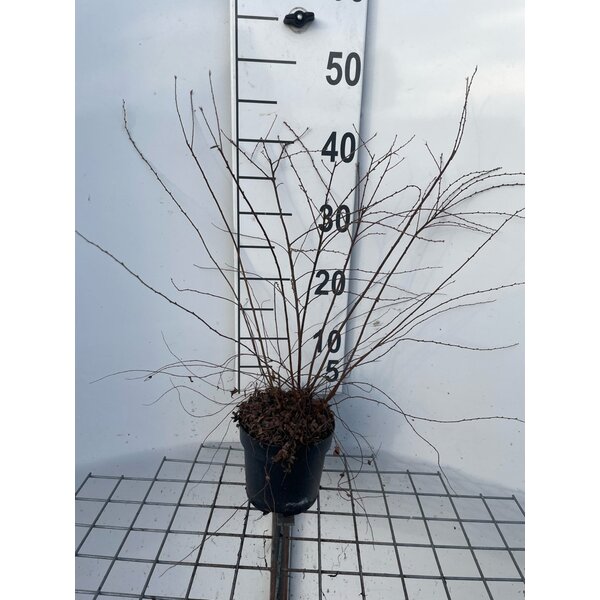 Spiraea cinerea 'Grefsheim' - 1,3L