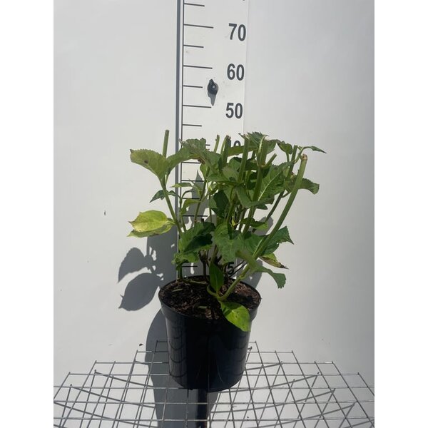 Hydrangea m. 'Blaumeise' - 7,5L