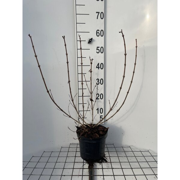 Weigela florida 'Foliis Purpureis' - 3,0L 50+