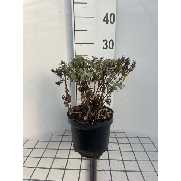 Buddleja d. Butt. Candy Little Pink - 3,0L