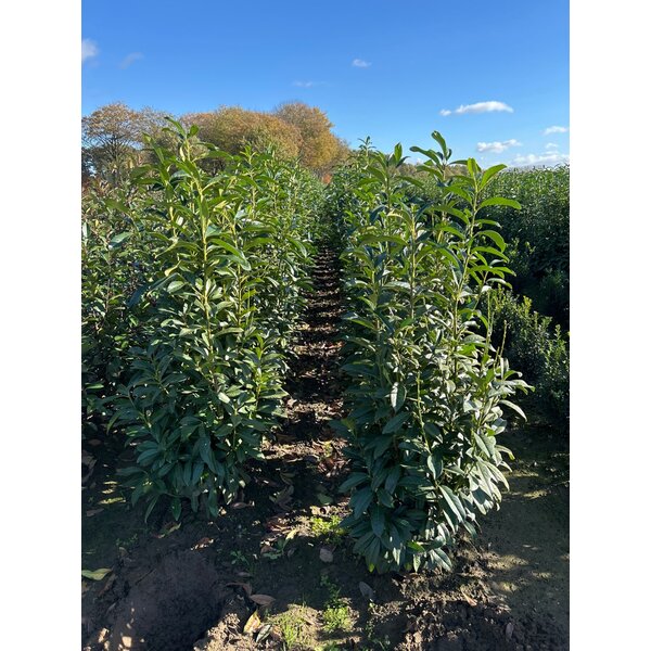 Prunus l. Genolia - met kluit 125+