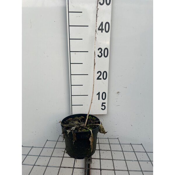 Hosta 'Francee' - 2,0L