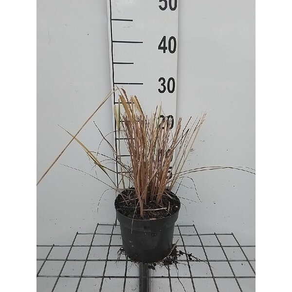 Calamagrostis acut. 'Karl Foerster' - 2,0L