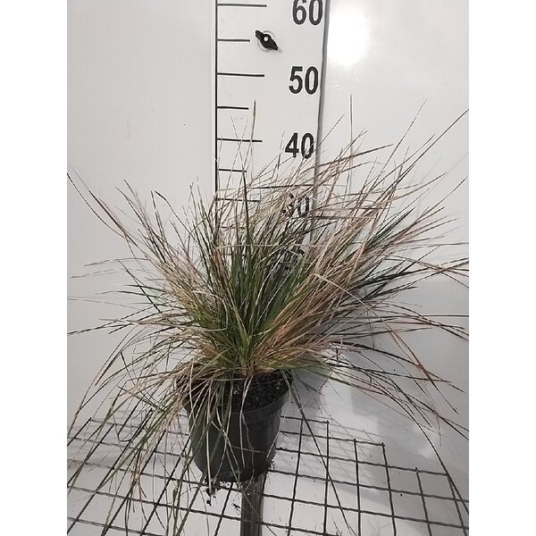 Deschampsia cesp. 'Goldschleier' - 3,0L