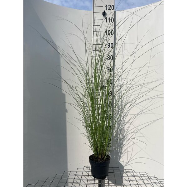 Miscanthus sin. 'Graziella' - 2,0L