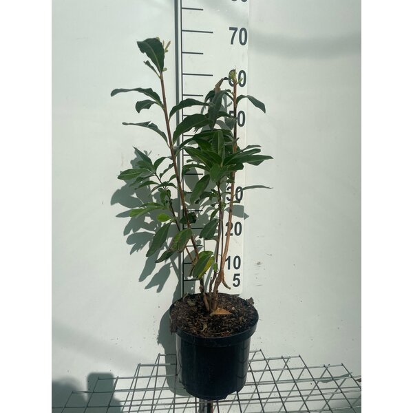 Rhododendron (bladverliezend) 'Jolie Madame' Roze - 5,0L 60+