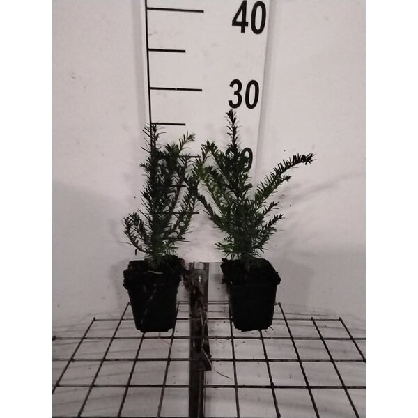 Taxus baccata - P9